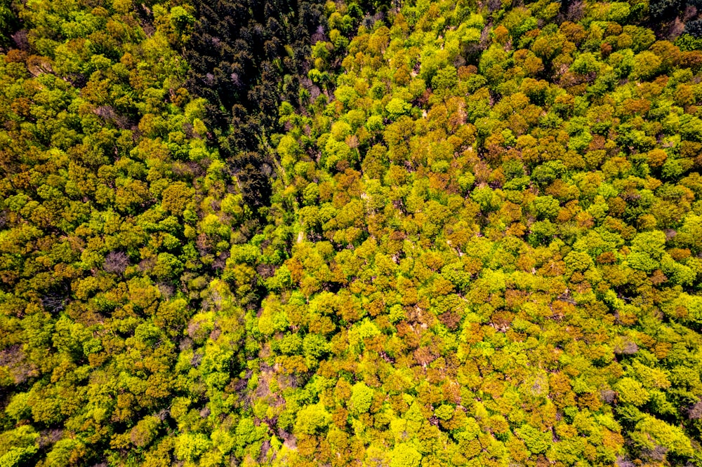 an aerial view of a forest with lots of trees