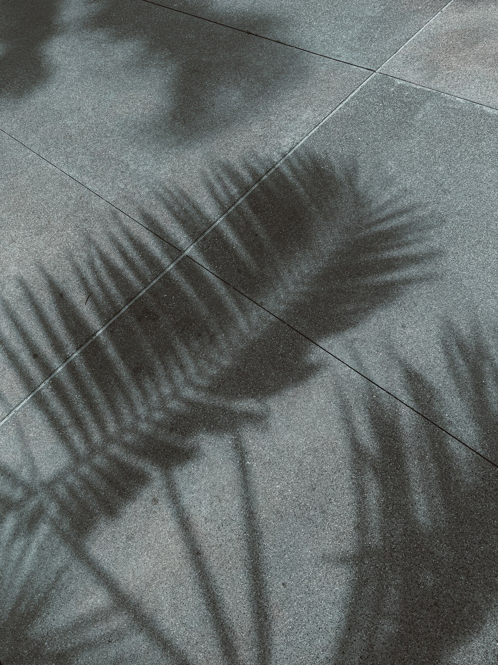 a shadow of a palm tree on a sidewalk
