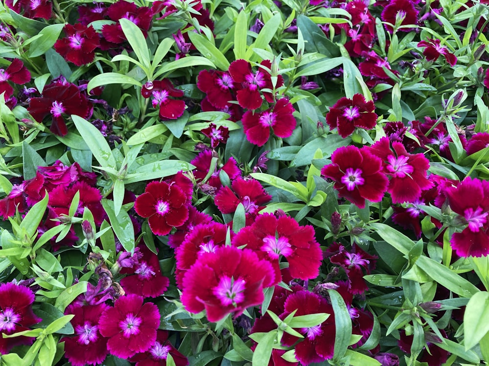 a bunch of red and purple flowers in a garden