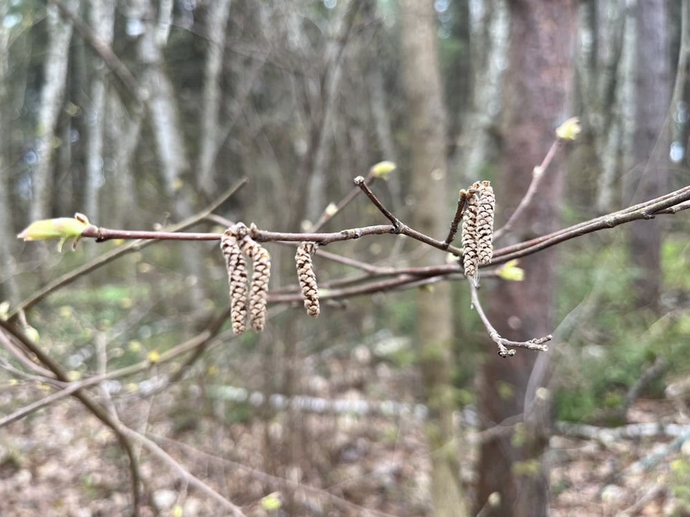 a tree branch with some small flowers on it