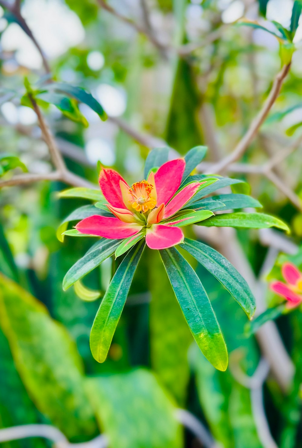 a pink flower with green leaves in the background