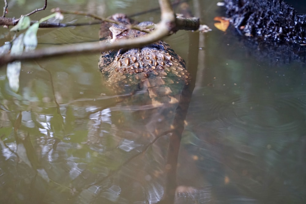 an alligator is swimming in a body of water