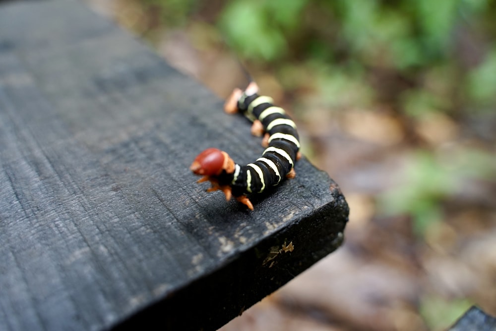 a black and white caterpillar crawling on a wooden bench