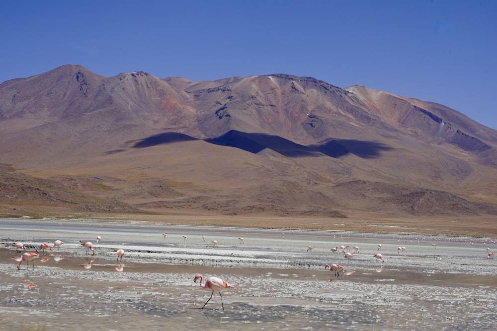 a flock of flamingos walking across a dry grass field
