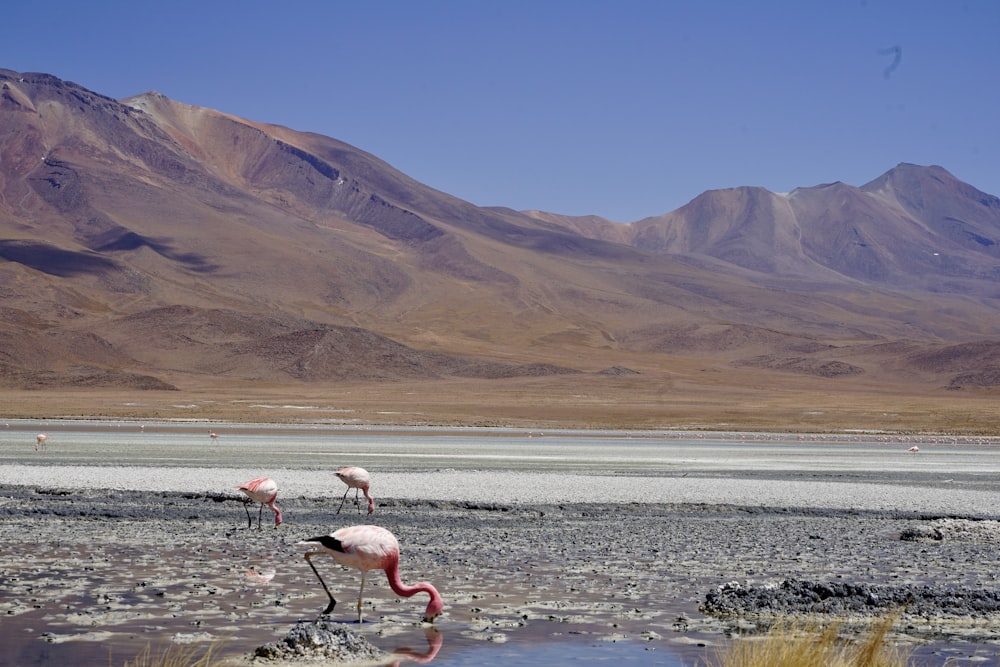 a group of flamingos standing on top of a dry grass field