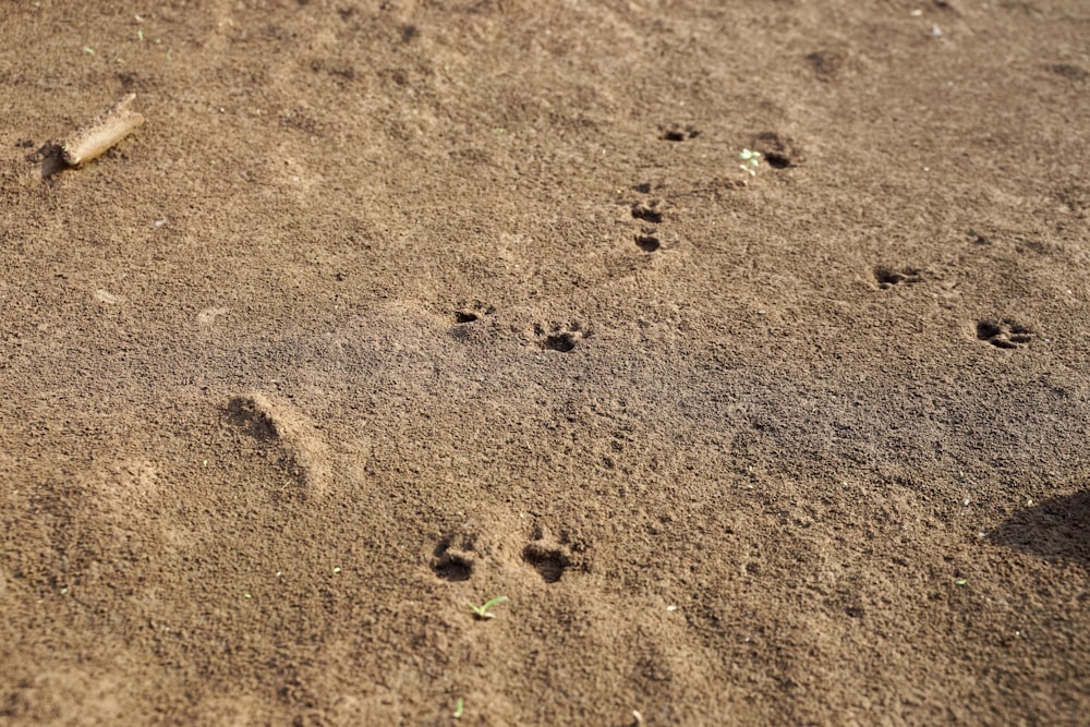 a dog paw prints in the sand on a beach