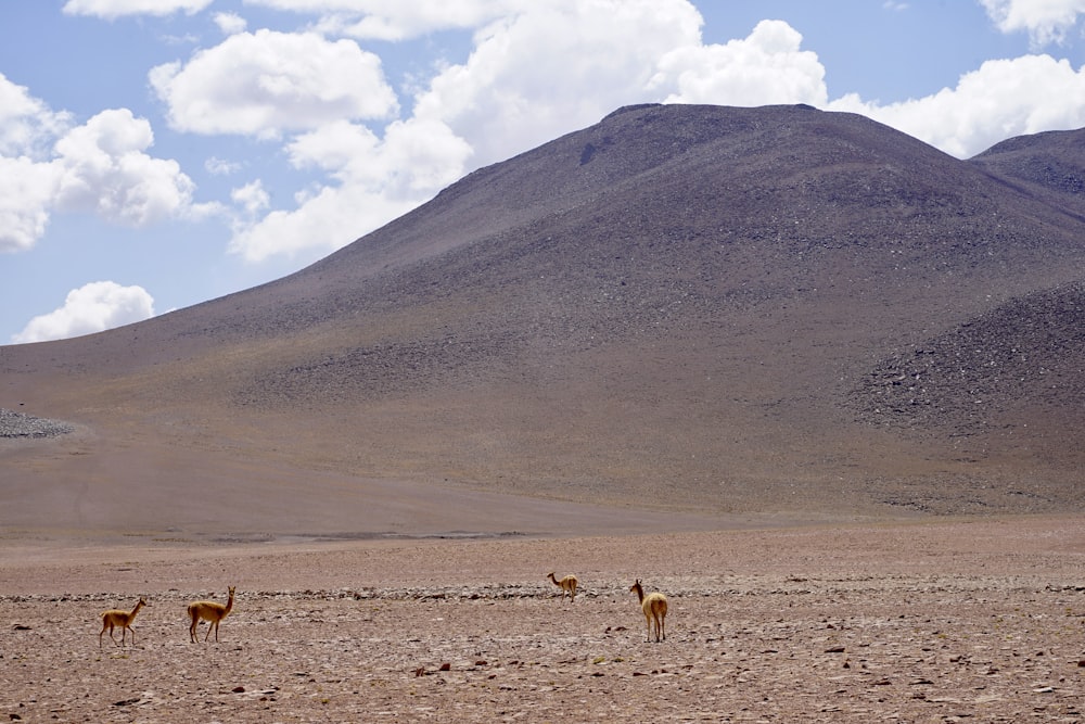 a group of animals standing on top of a dry grass field