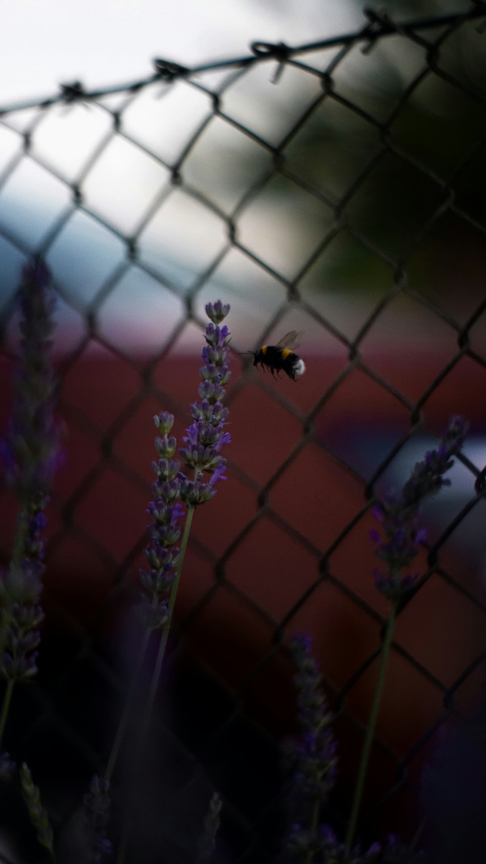 a bee flying over a purple flower behind a fence