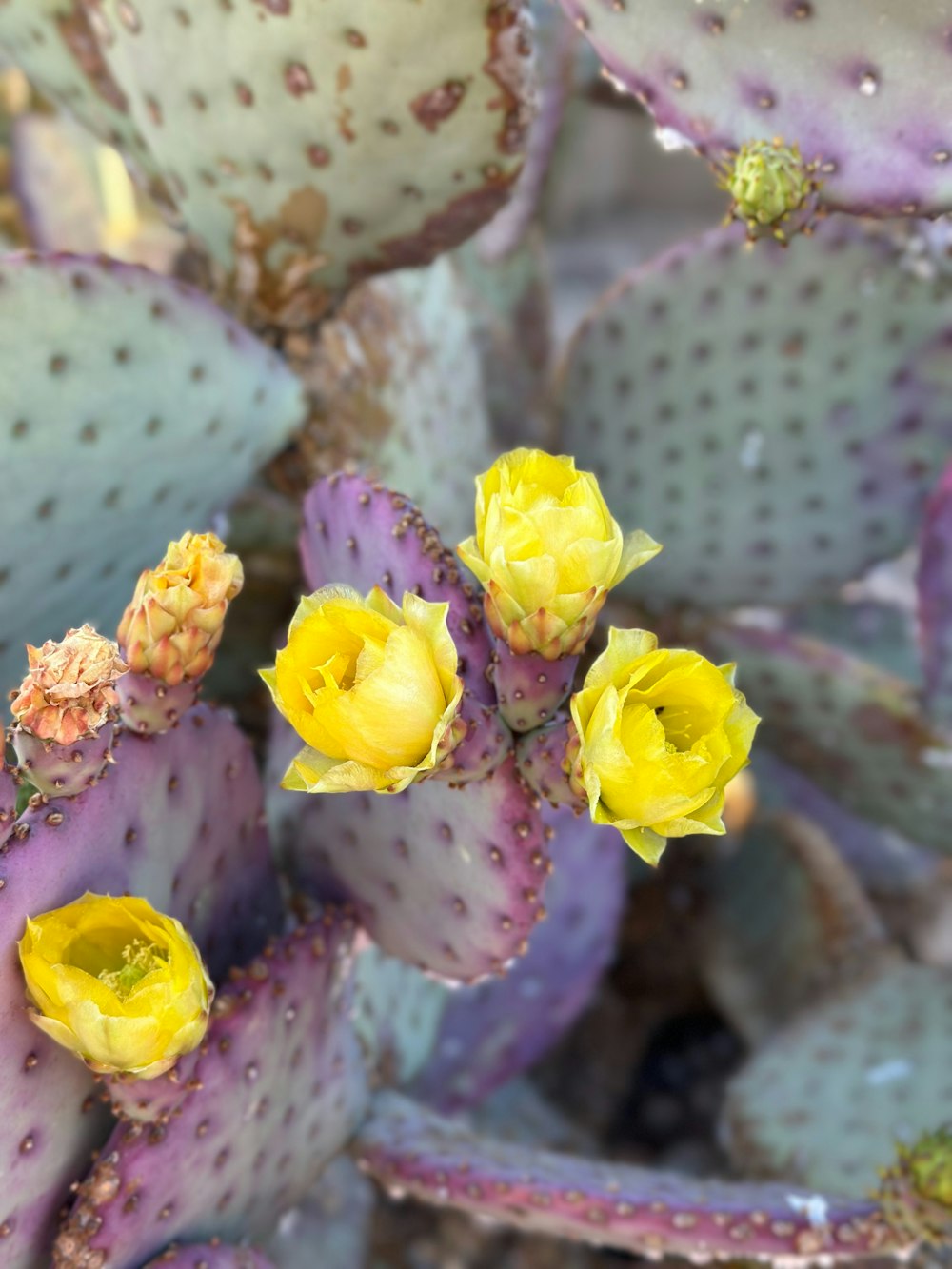 a close up of a cactus with yellow flowers