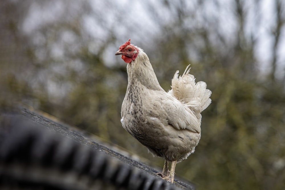 a white chicken standing on top of a roof