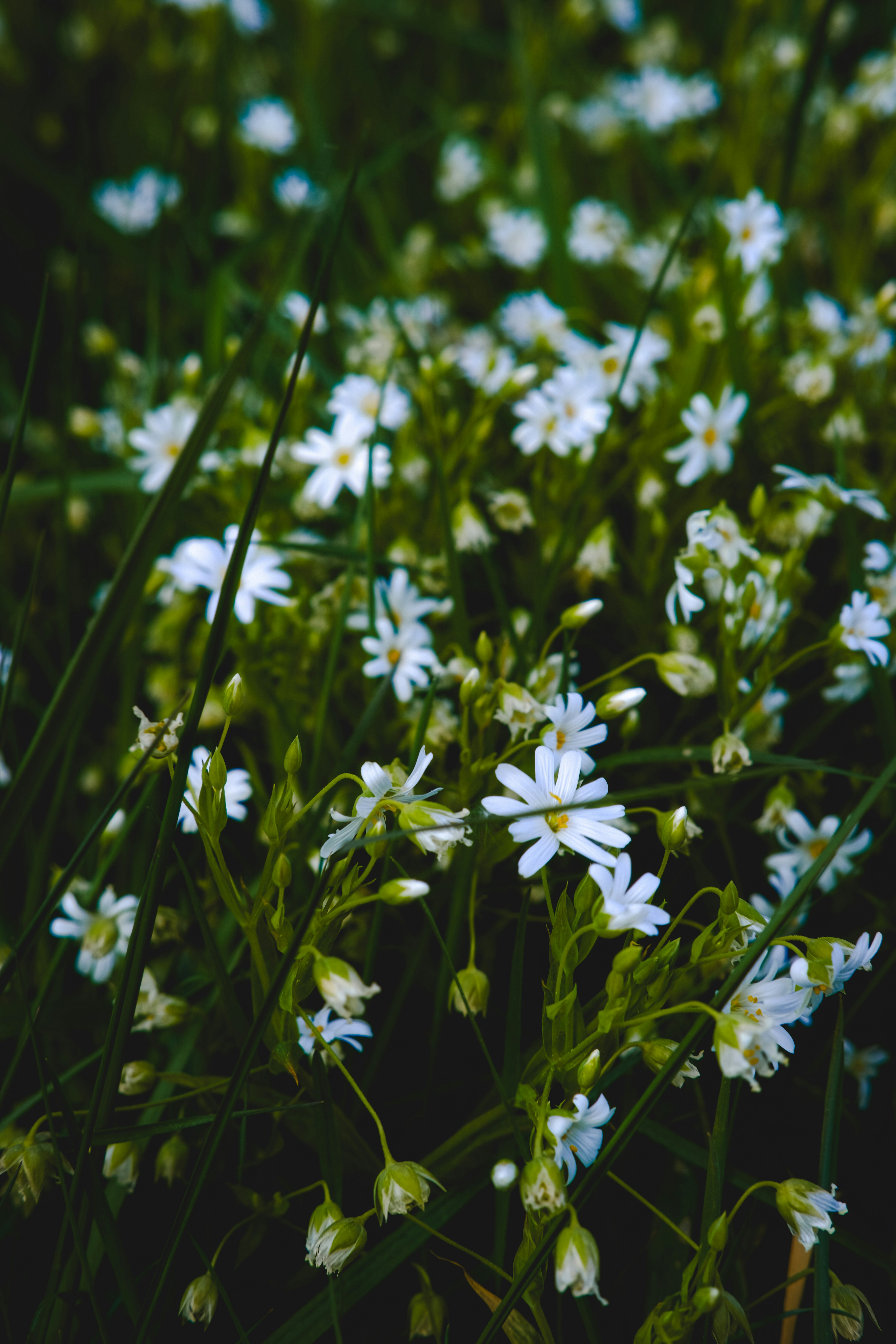 Photo by denisaficau