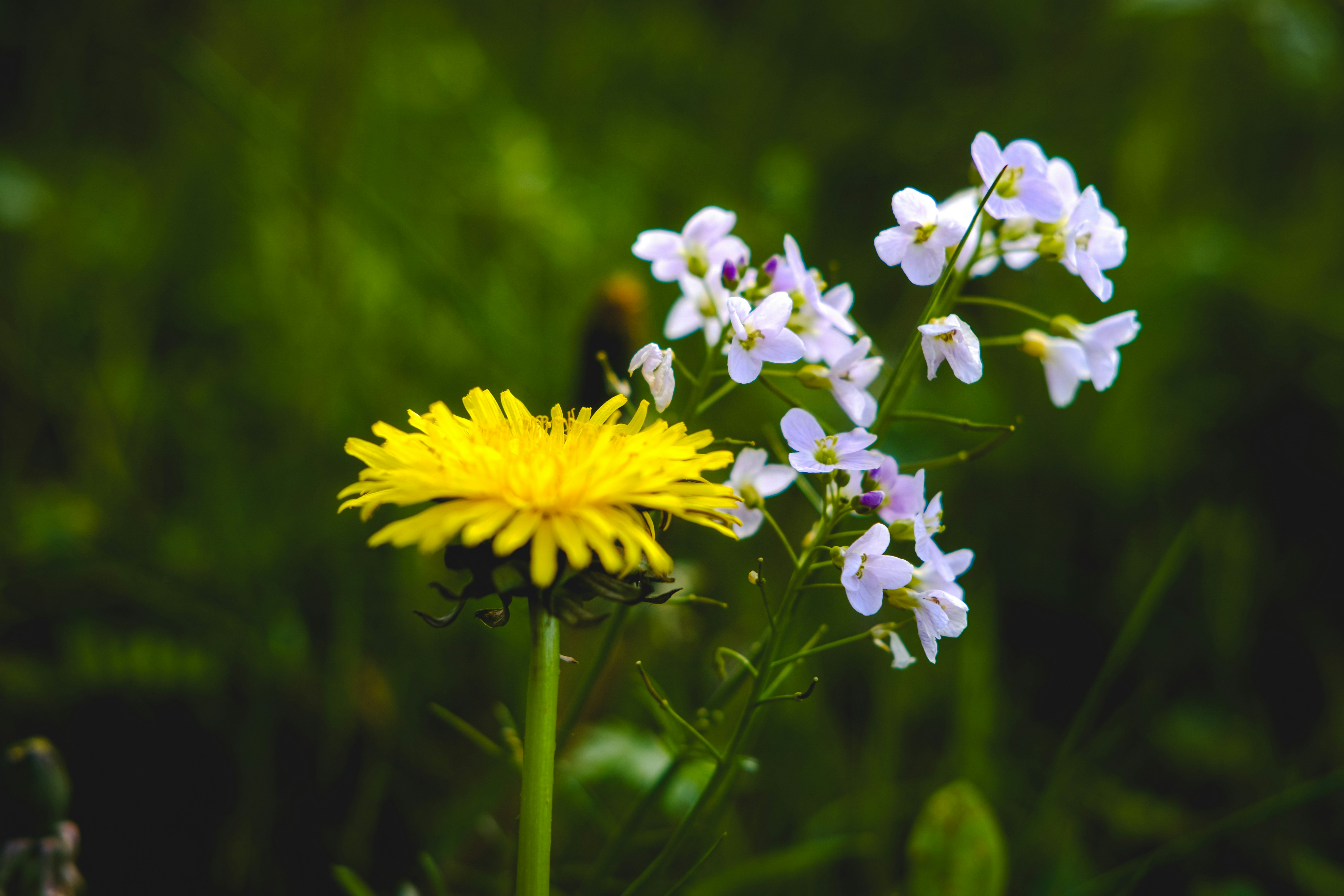 Photo by denisaficau