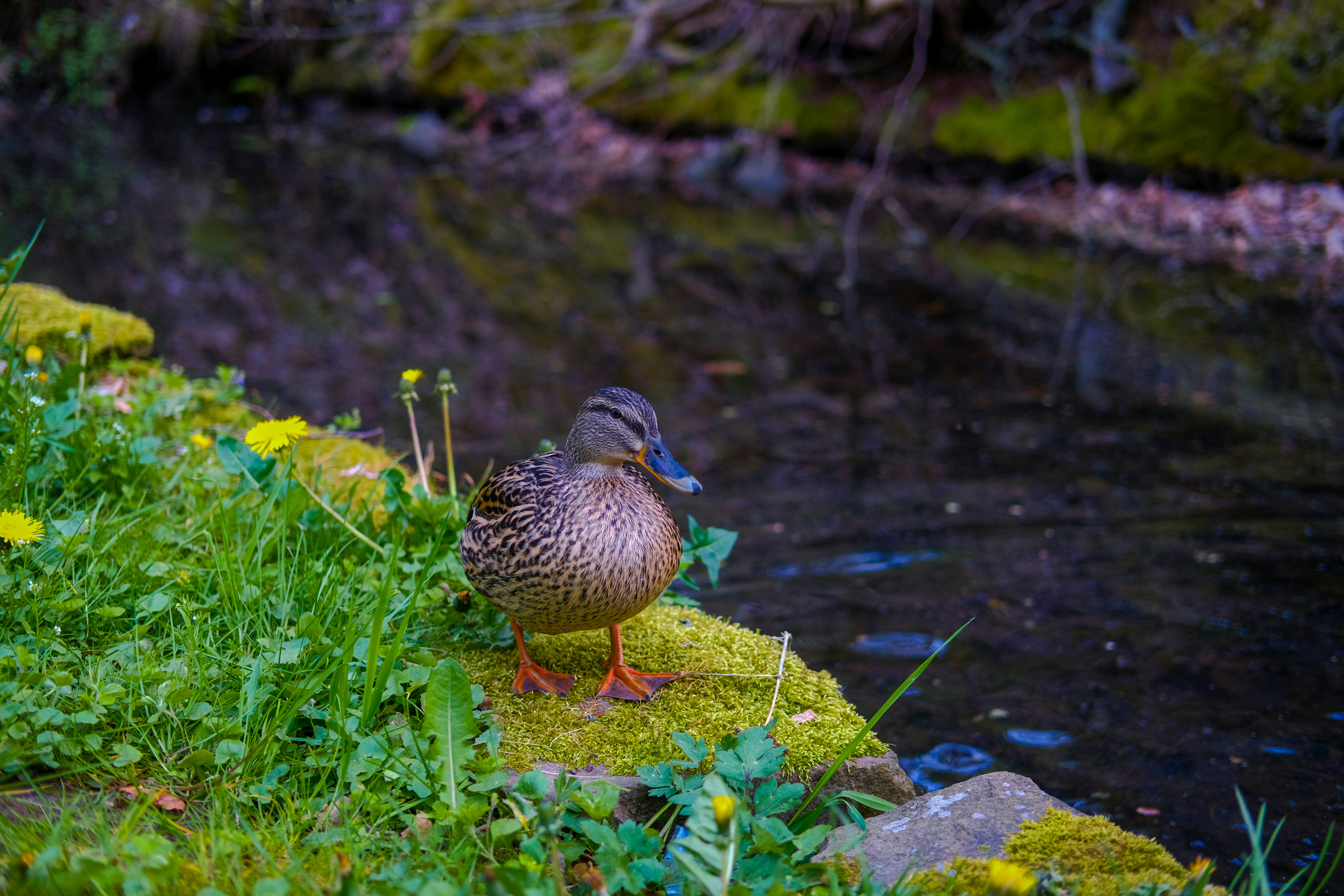 a duck standing on a mossy rock next to a stream