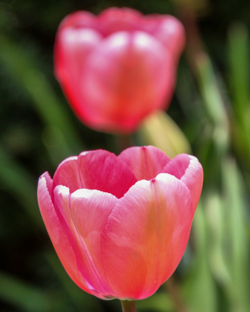 a close up of two pink flowers near one another