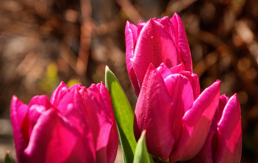 a close up of a bunch of pink flowers