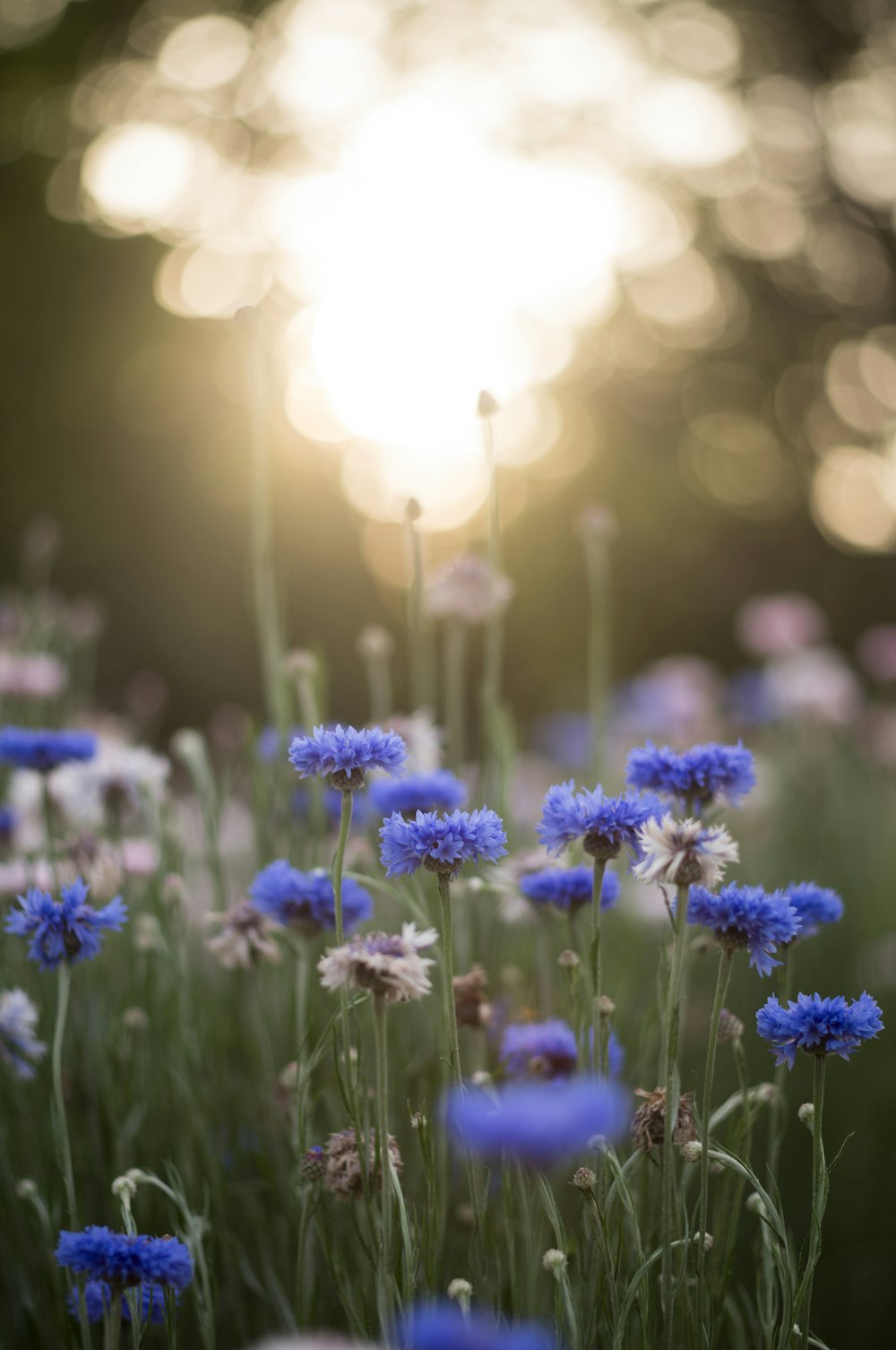 a field of blue and white flowers with the sun in the background
