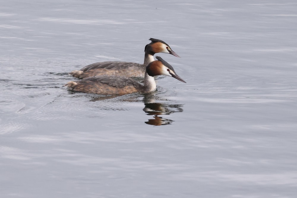 a couple of birds floating on top of a body of water