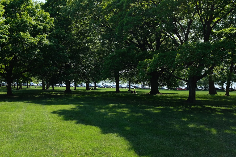 a grassy field with lots of trees in the background