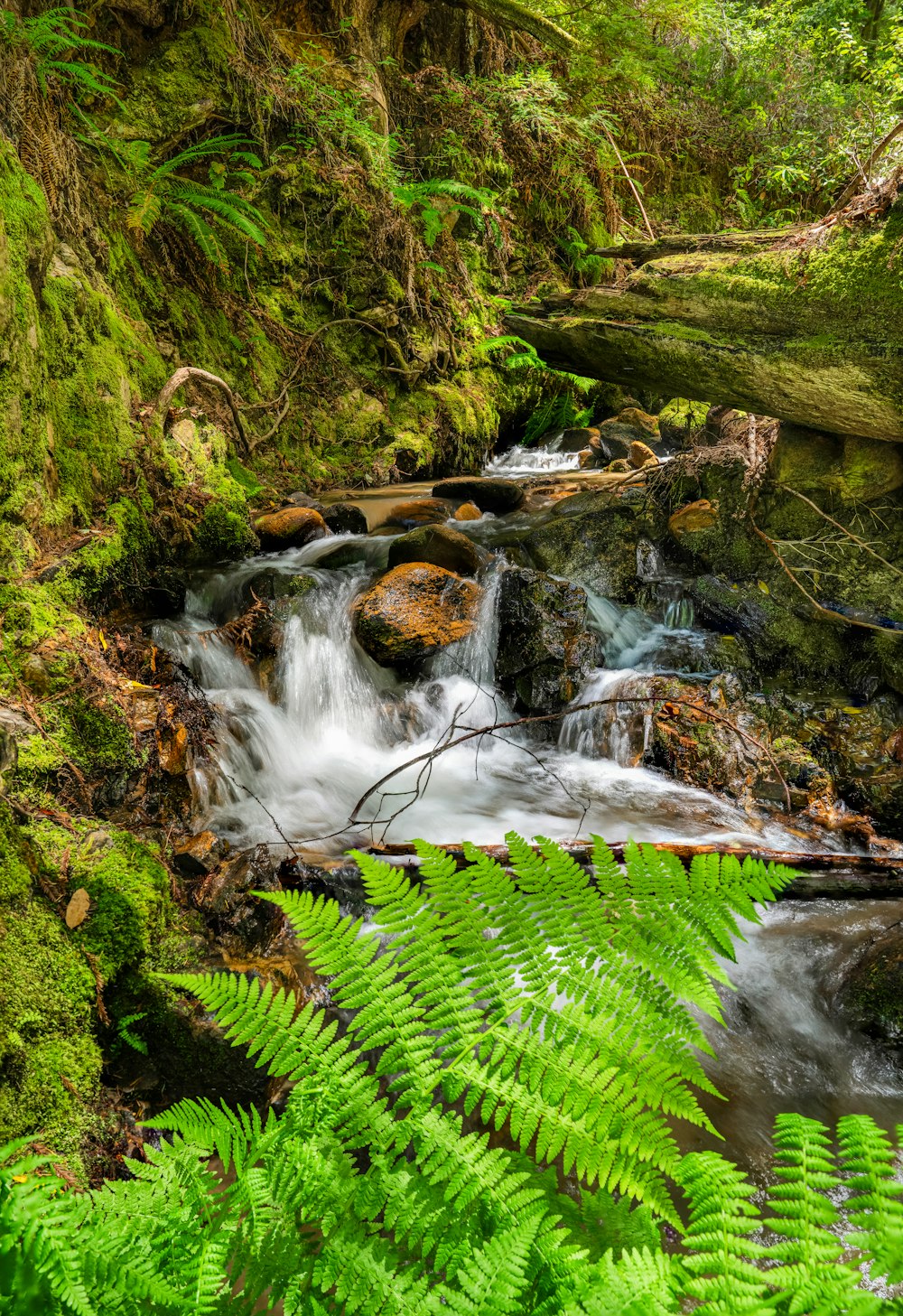 a stream running through a lush green forest