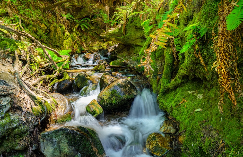 a stream running through a lush green forest