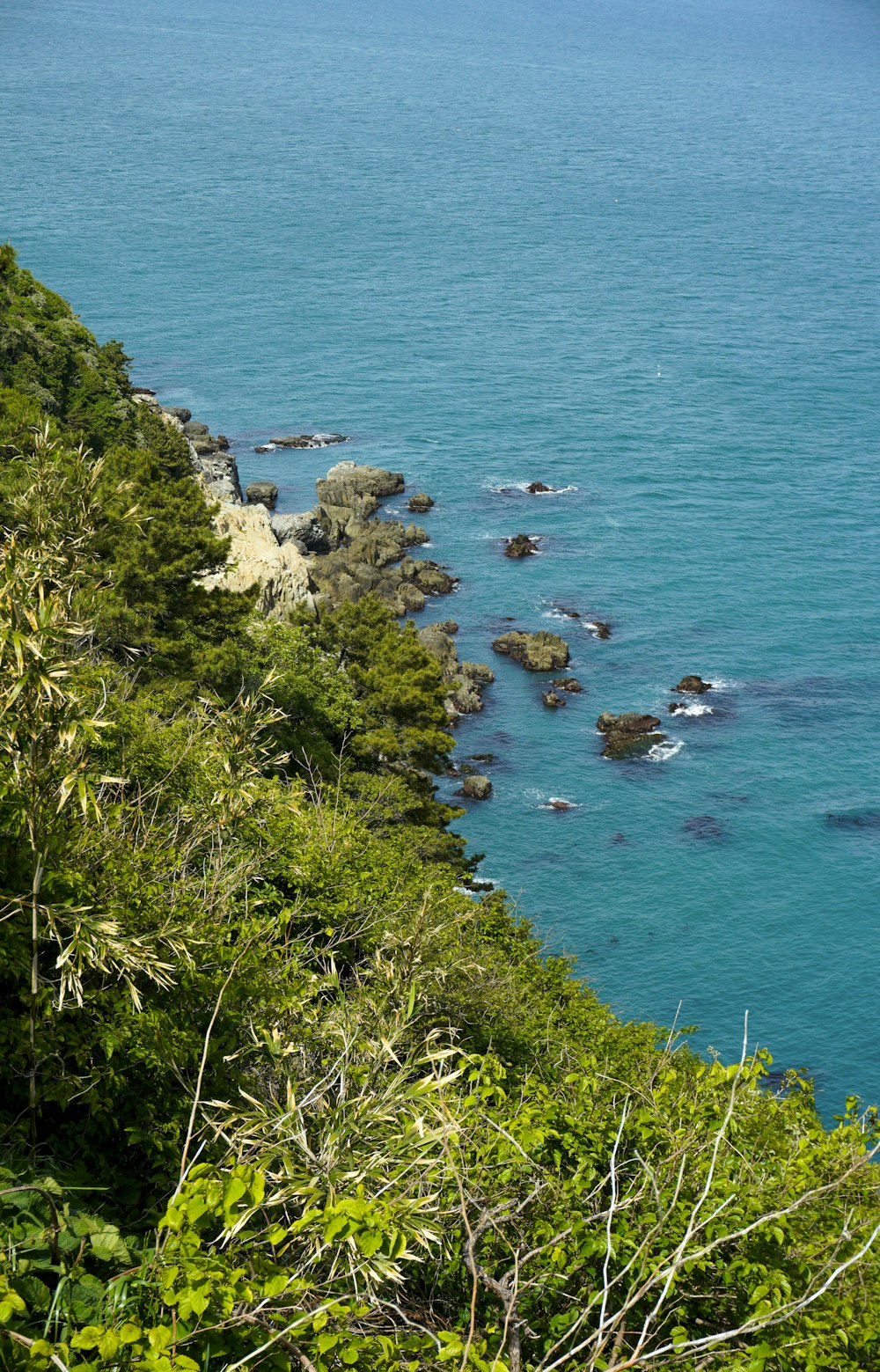 a large body of water surrounded by trees