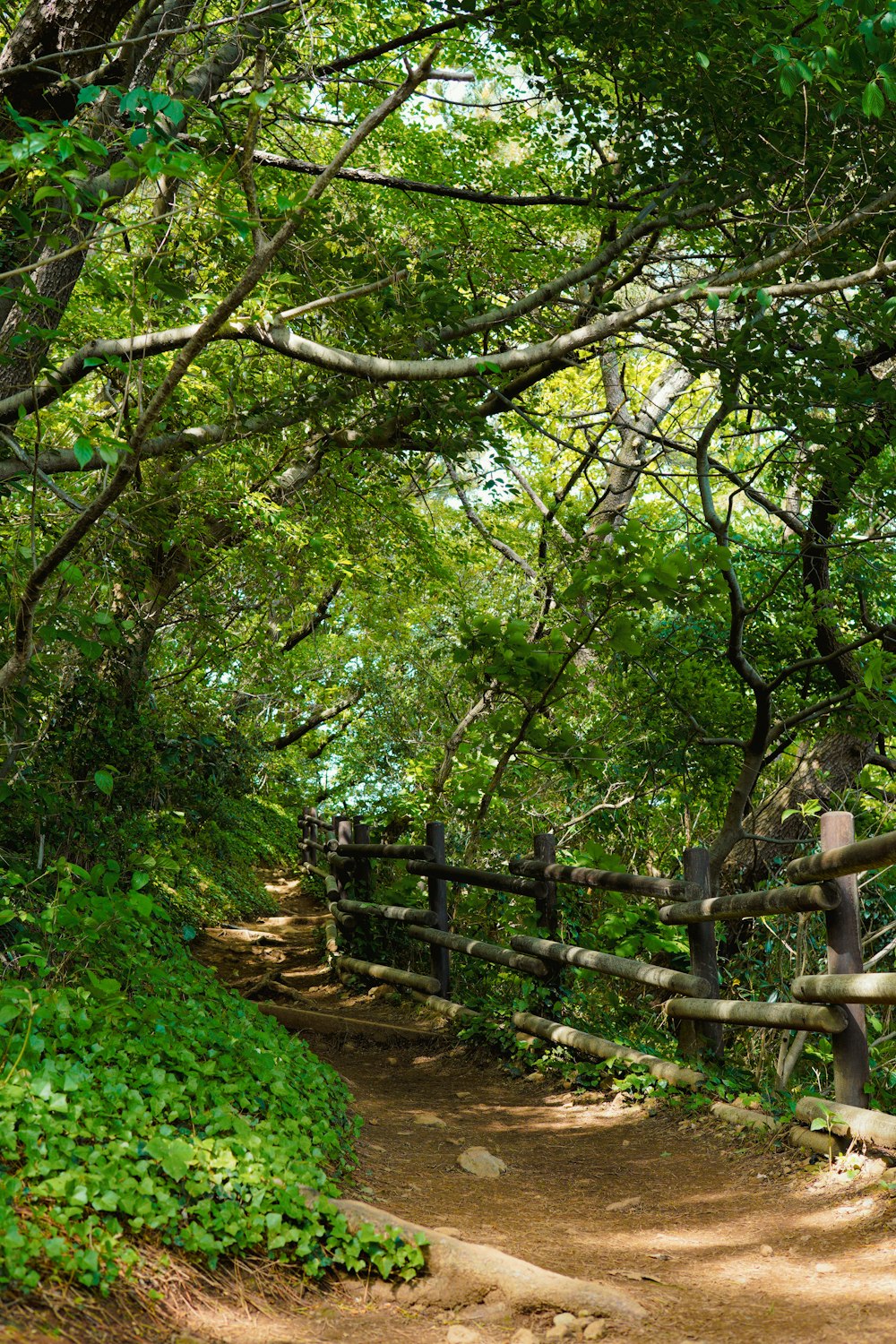 a dirt path surrounded by trees and greenery