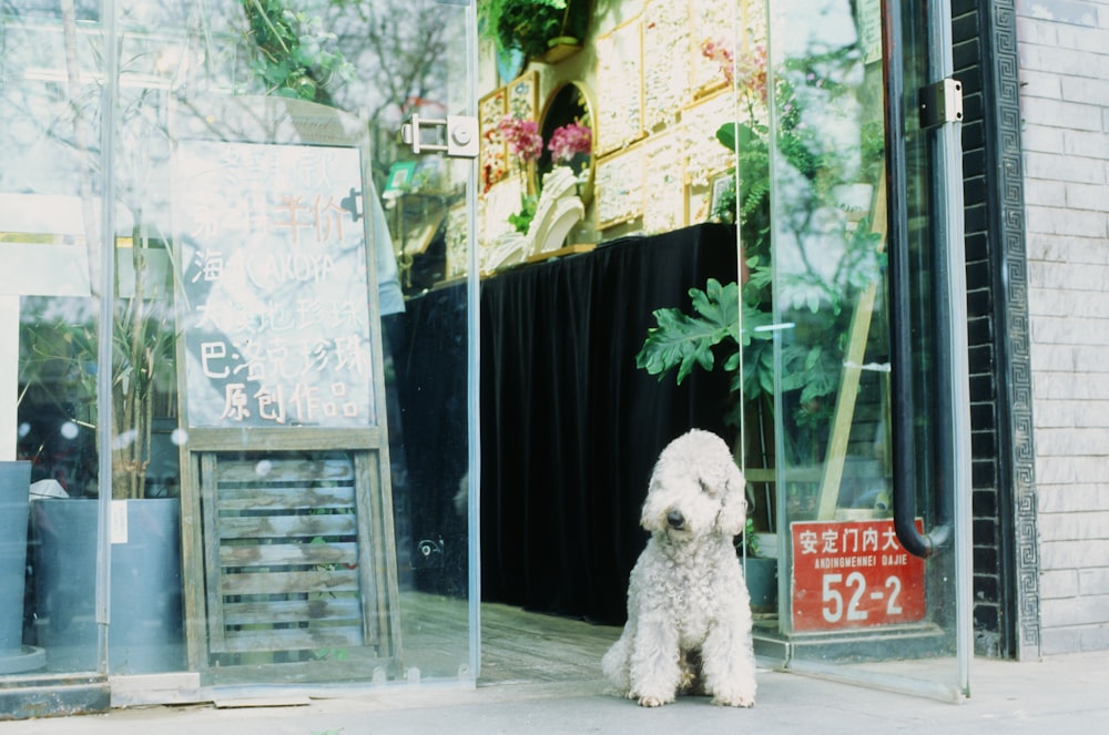 a small white dog sitting in front of a store