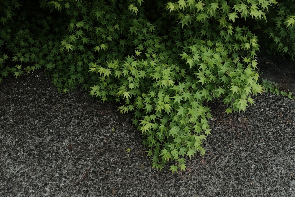 a close up of a green plant on the ground