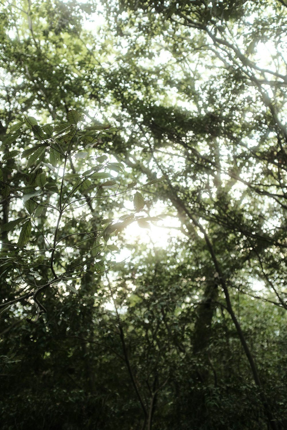 the sun shines through the trees in the forest