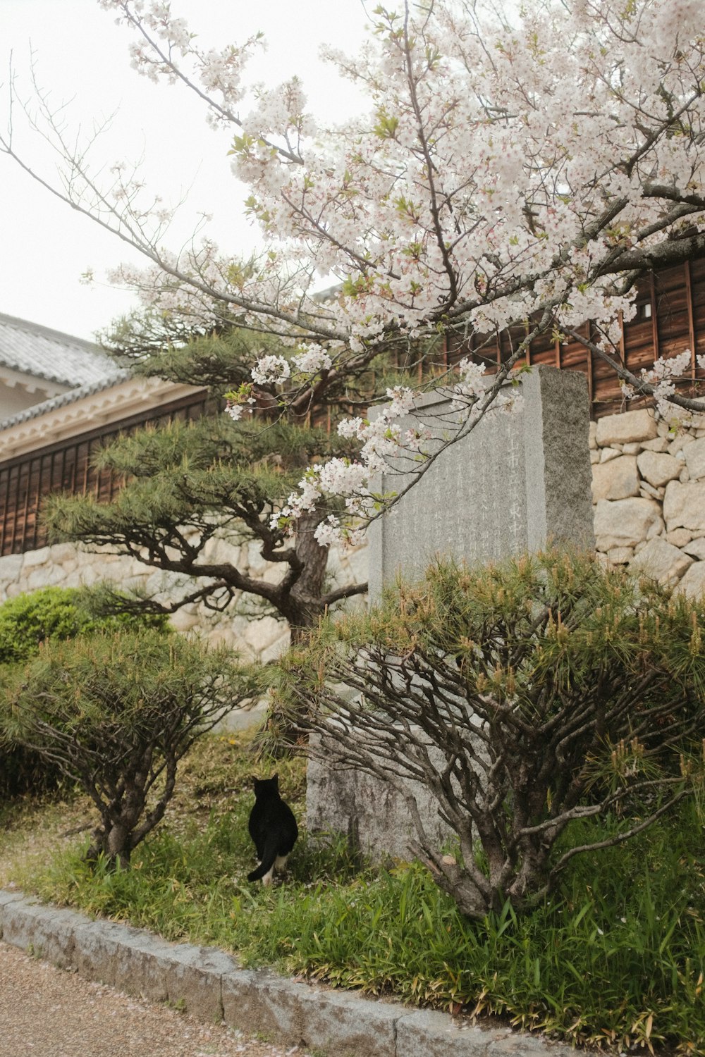 a black cat sitting under a cherry blossom tree