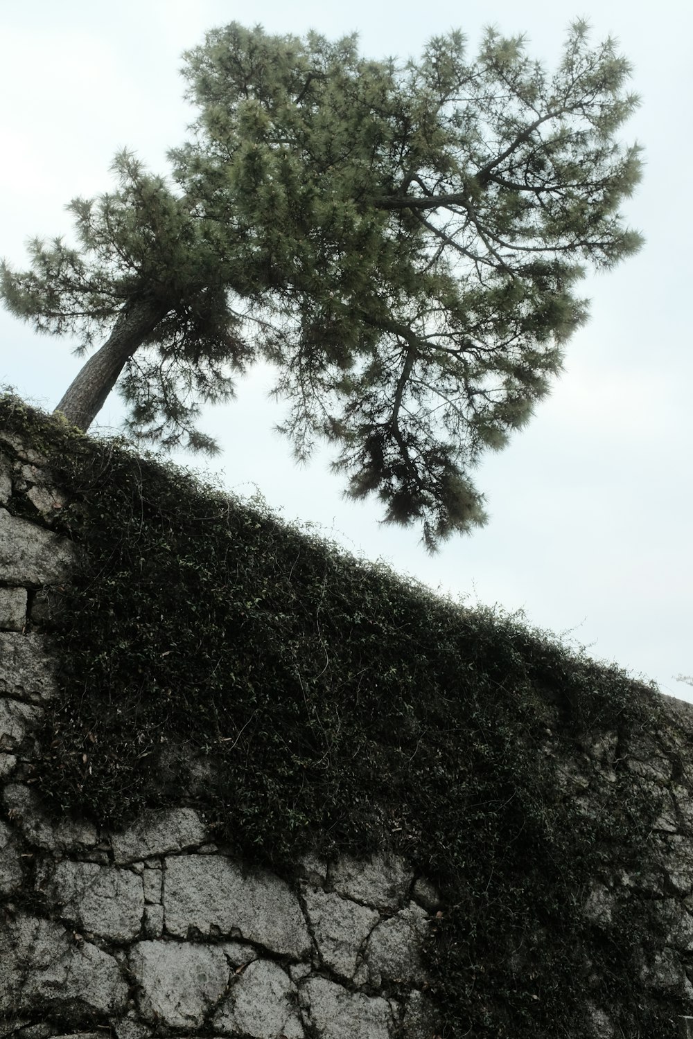 a tree is growing on the side of a stone wall