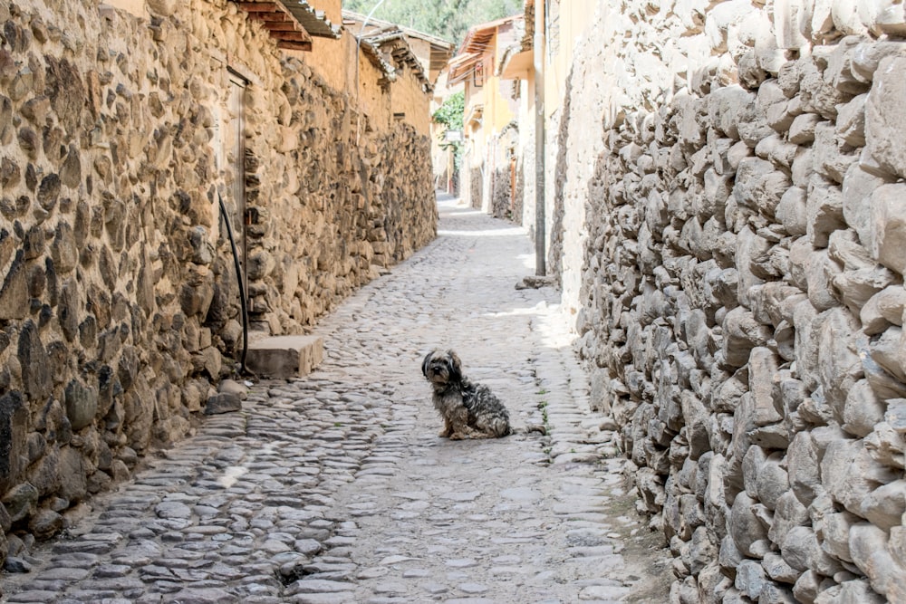 a dog sitting on a cobblestone street next to a stone wall