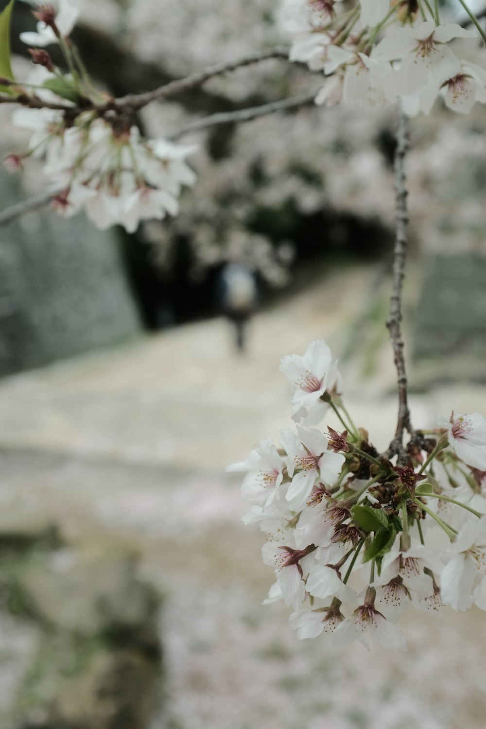 a close up of a tree with white flowers