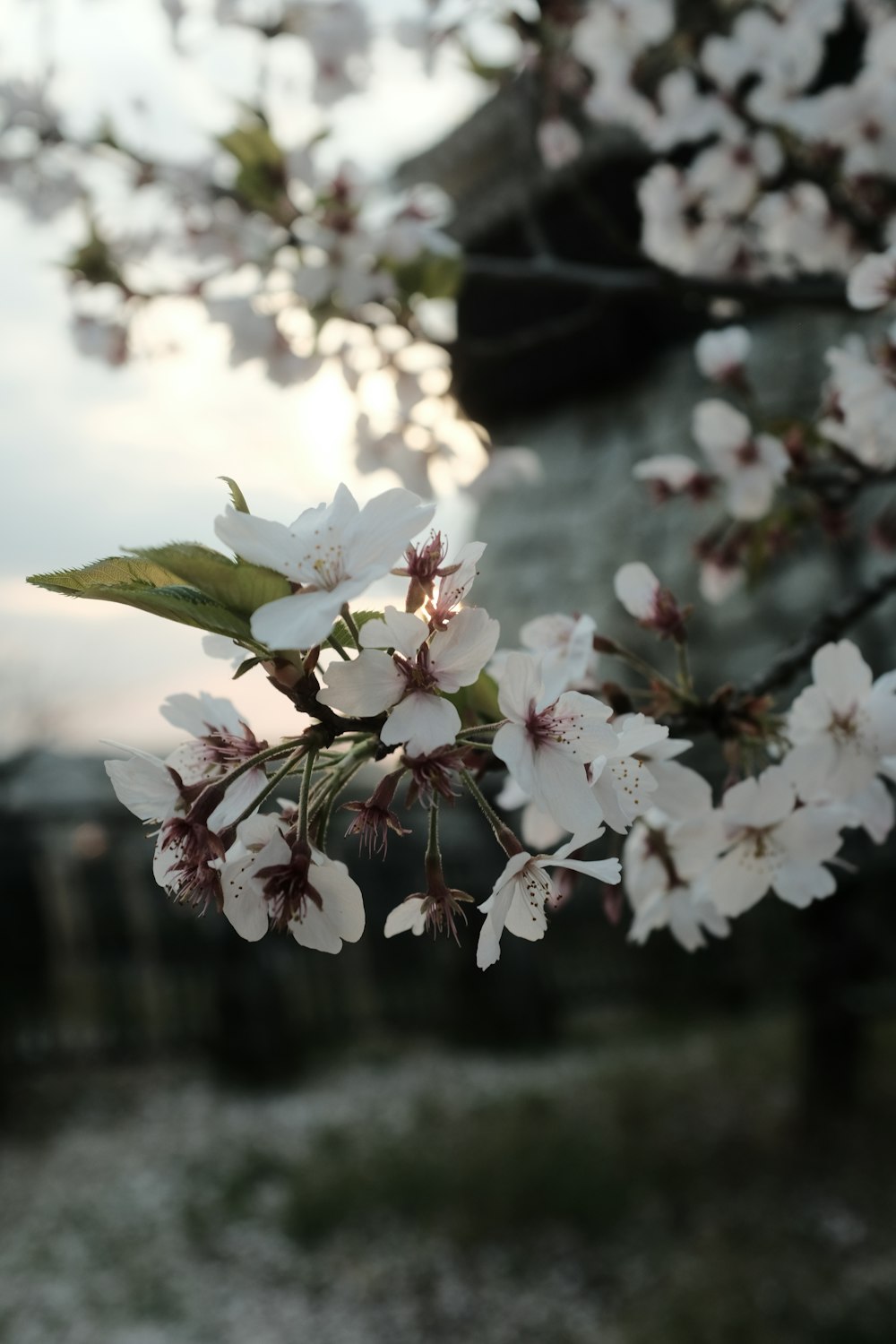 a close up of a tree with white flowers