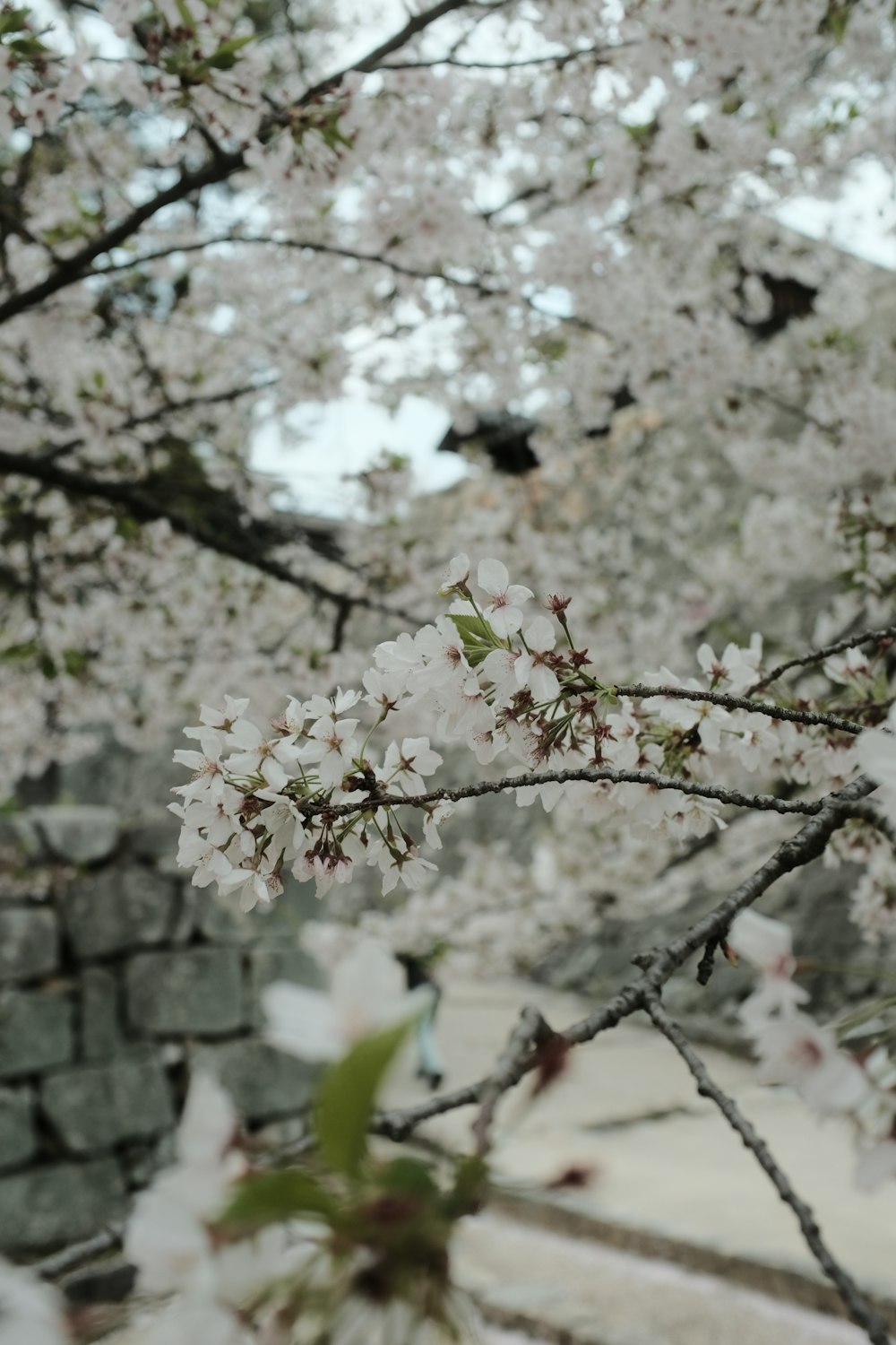 a tree with white flowers in front of a stone wall