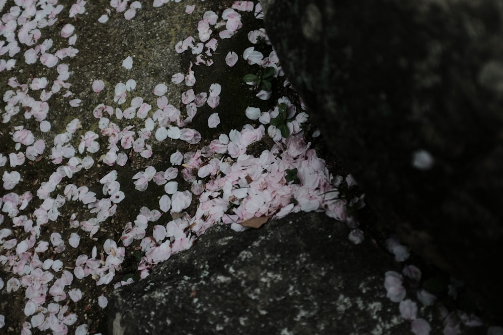 a bunch of pink and white flowers on a rock
