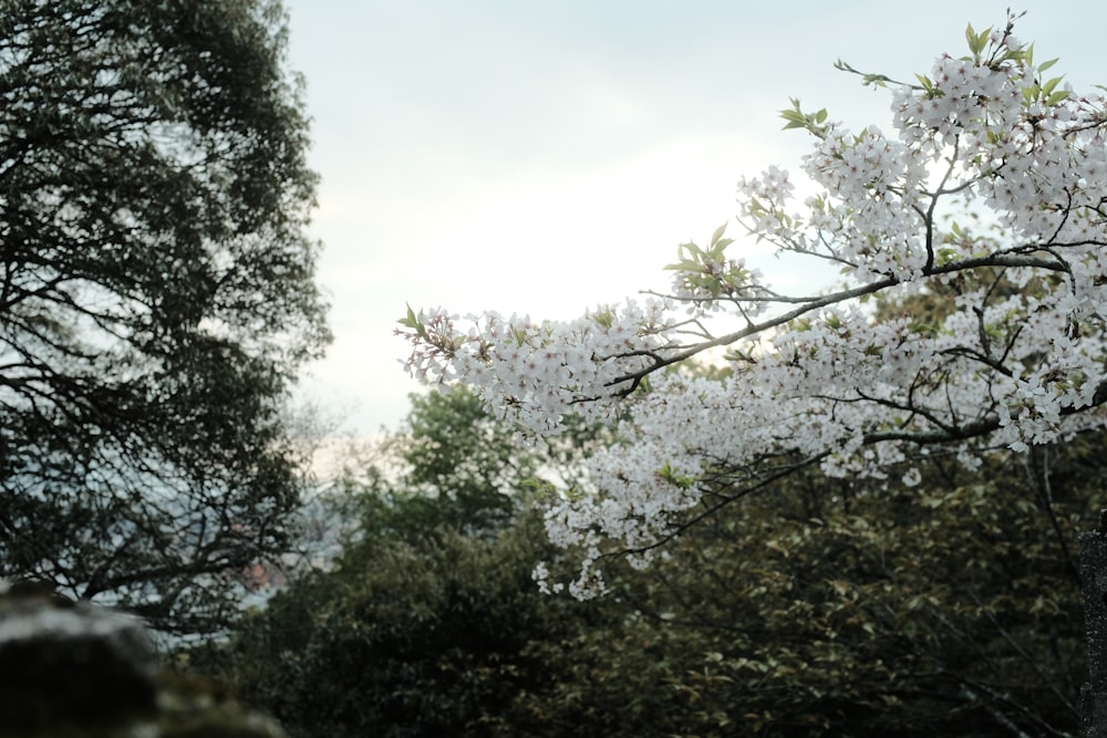 a tree with white flowers in a park