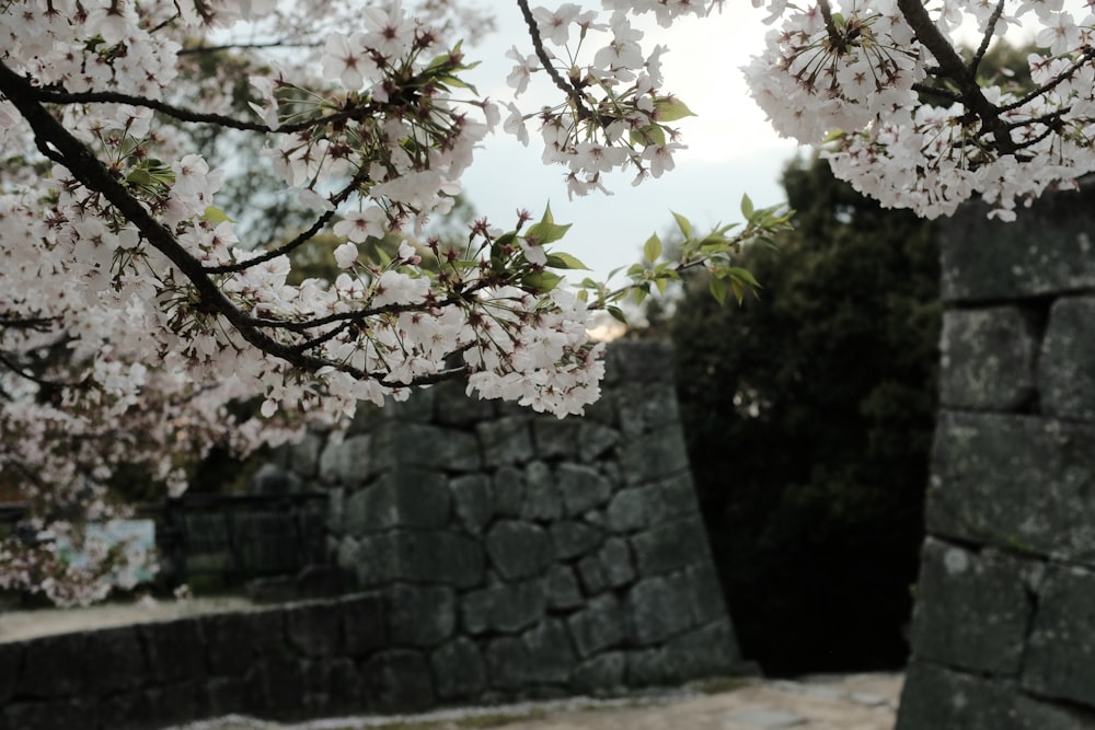 a tree with white flowers in front of a stone wall