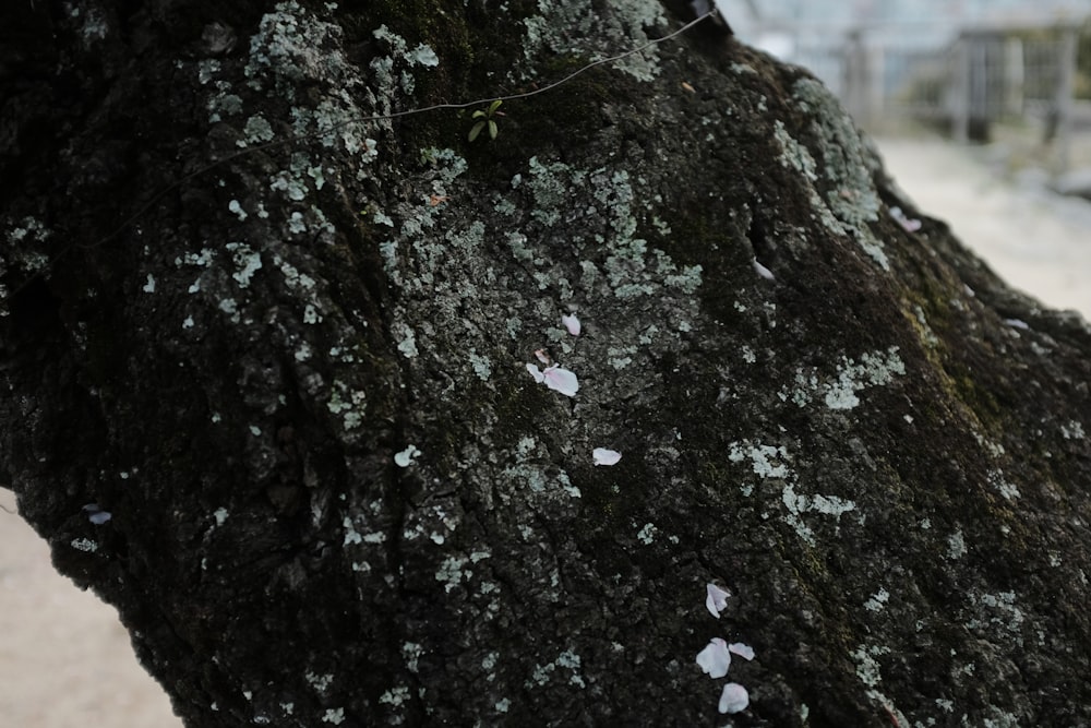 a close up of a tree with lichen on it