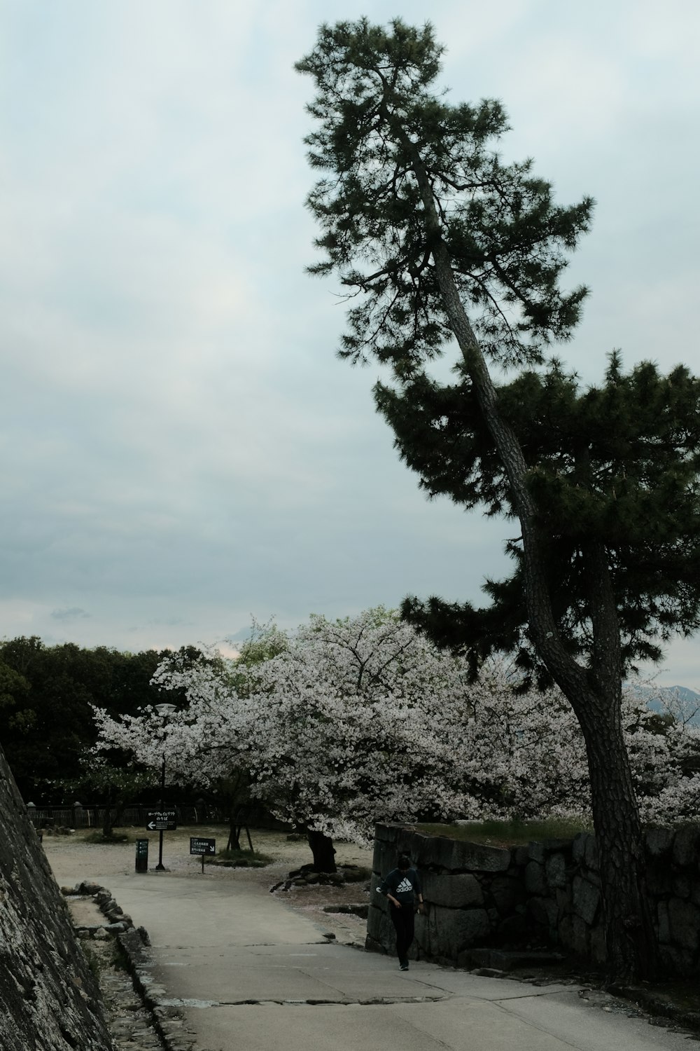 a person standing under a tree next to a stone wall