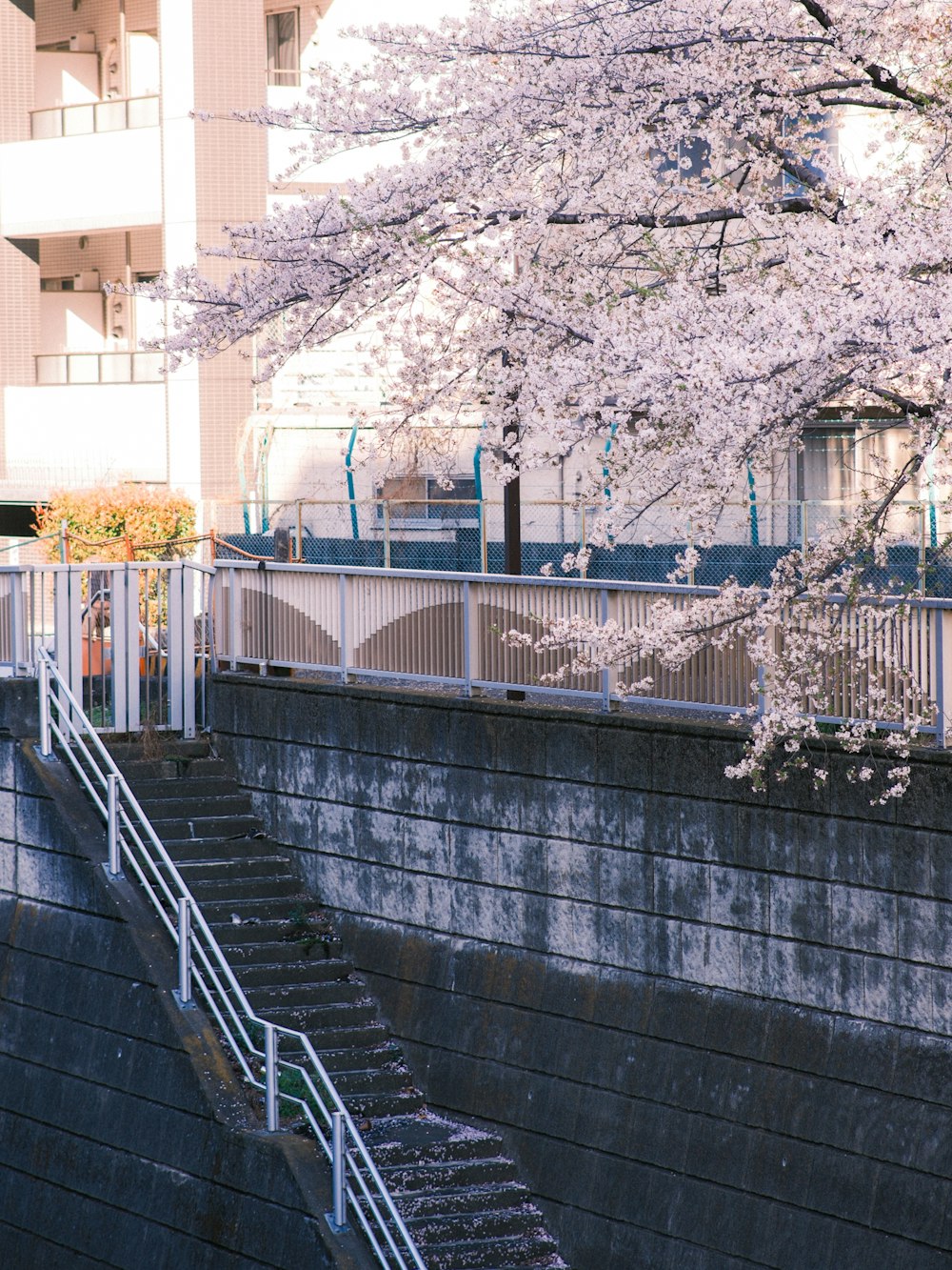 a woman is standing on a bridge next to a cherry blossom tree