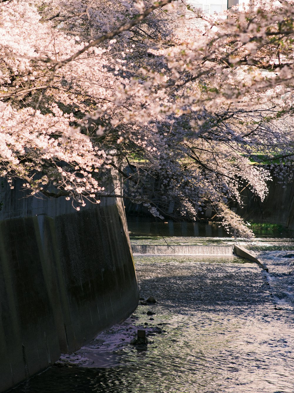 a river with a bunch of pink flowers on it