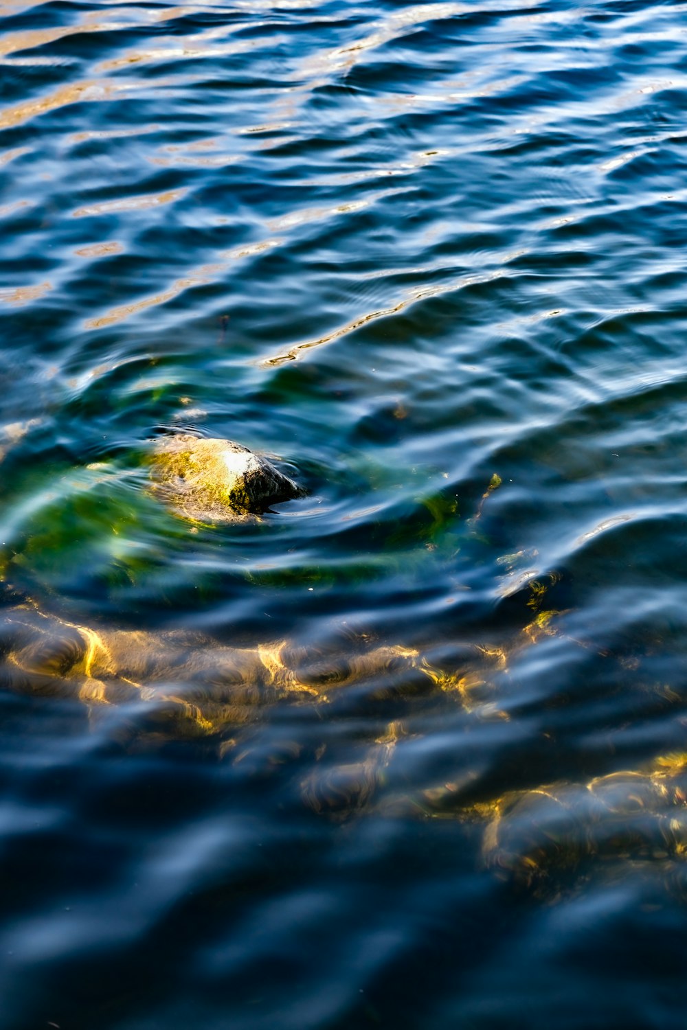 a body of water with a rock in the middle of it