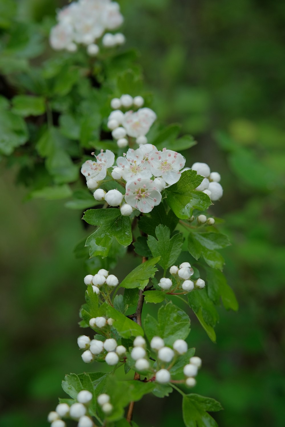 a bush with white flowers and green leaves