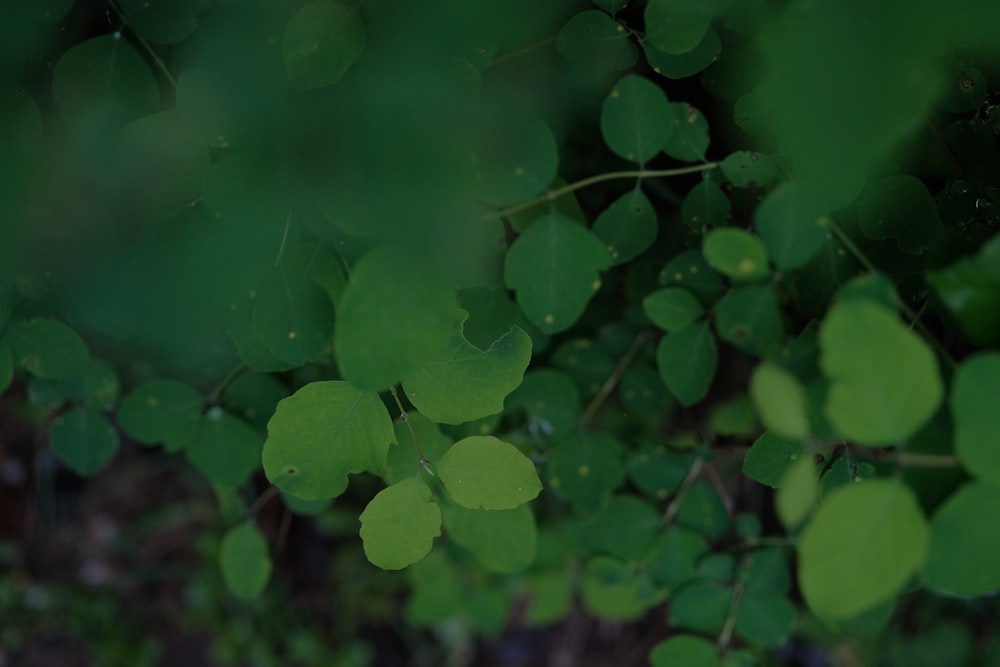 a close up of a bunch of green leaves