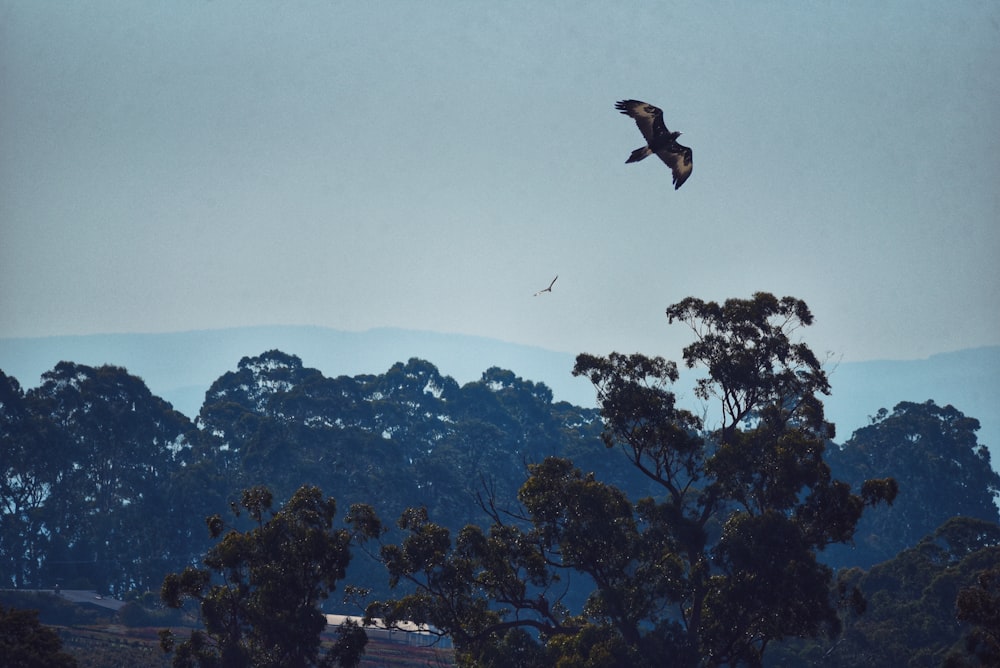 a large bird flying over a forest filled with trees