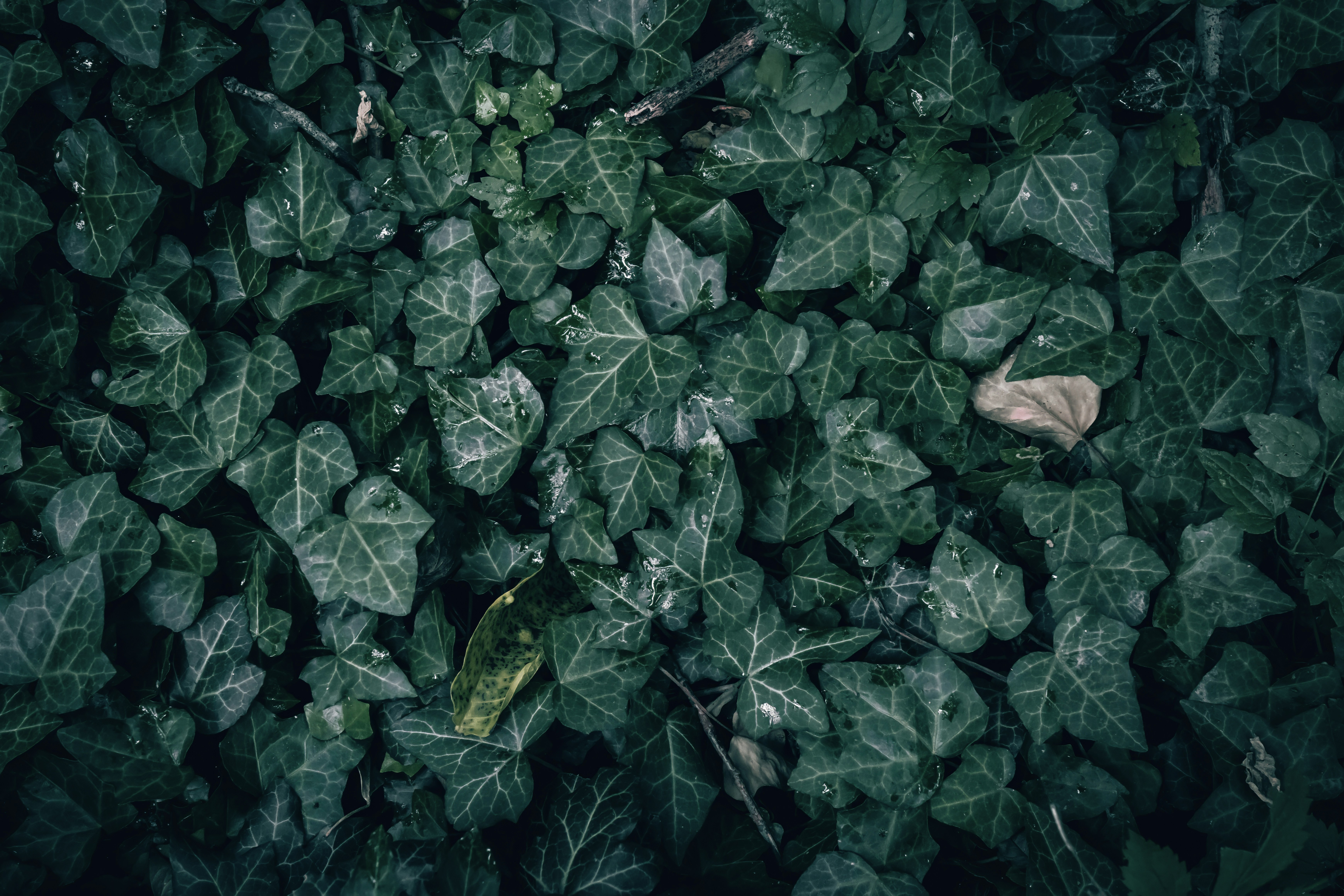 Photo by wyxina