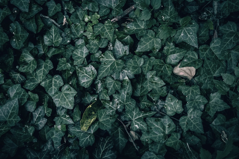 a bunch of green leaves laying on top of each other