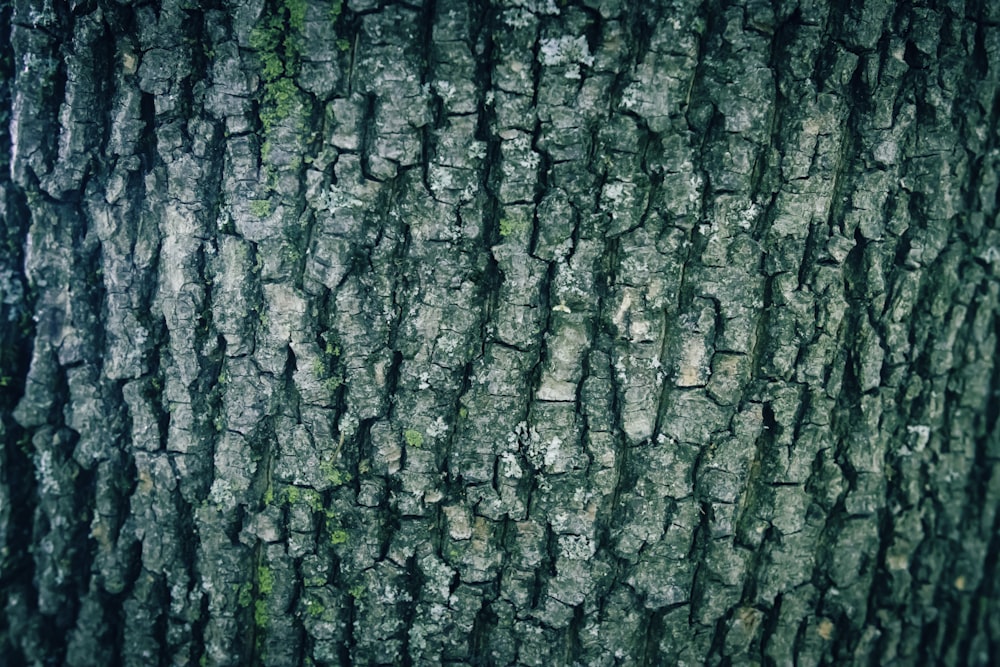 a close up of the bark of a tree