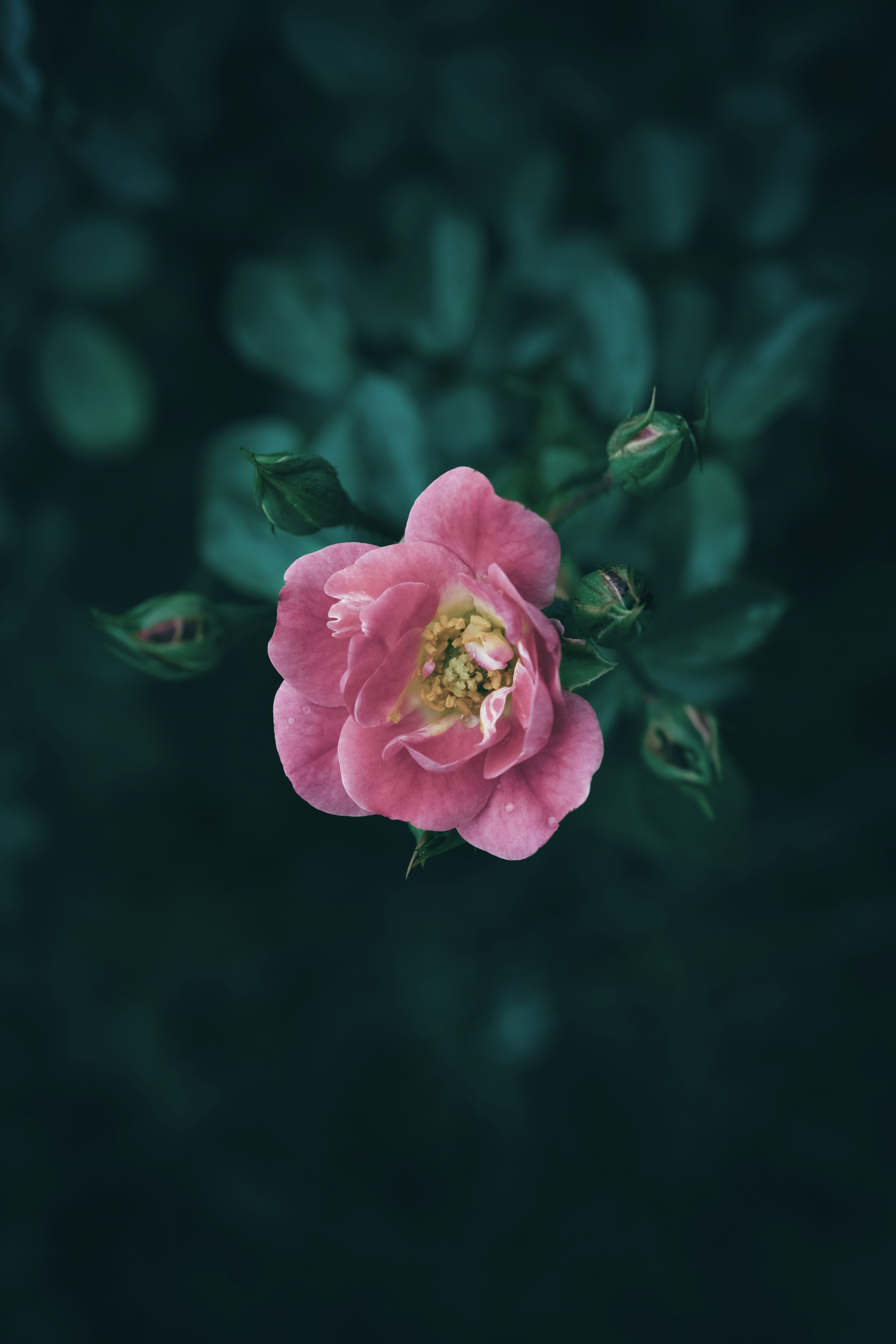 Photo by wyxina